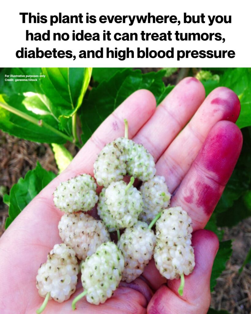 This plant is everywhere, but you had no idea it can treat tumors, diabetes, and high bl00d pressure