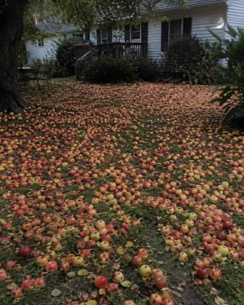 APPLETREE APPLETREE